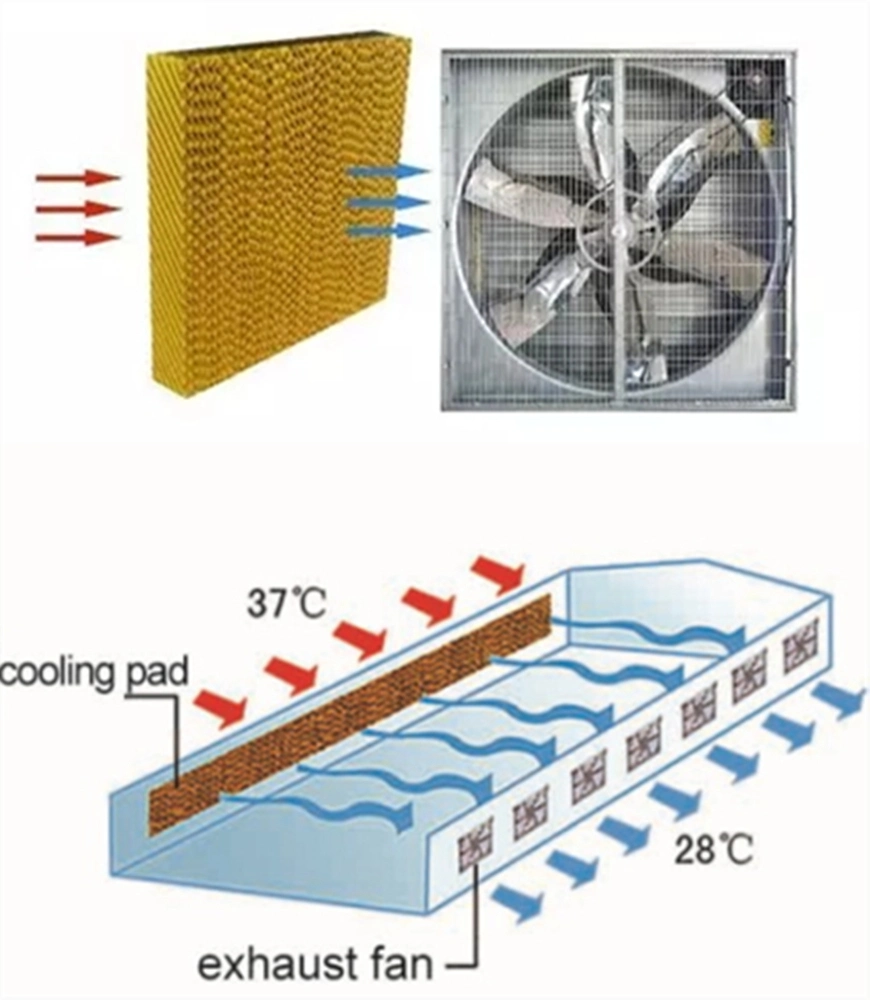 Low Cost Single Span Plastic Tunnel Greenhouse for Vegetables